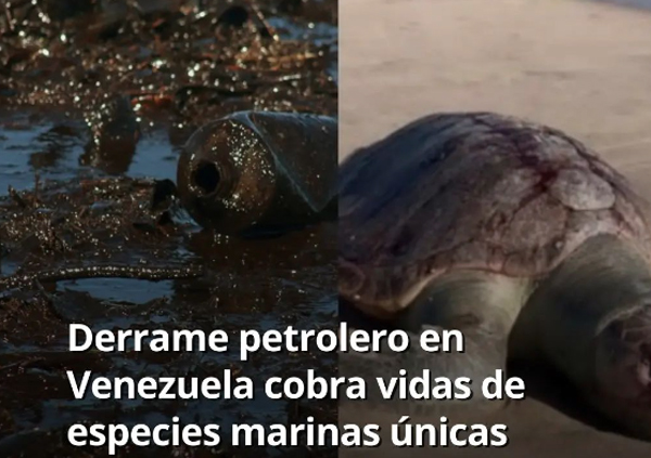 Tortuga “golfina” encontrada muerta en derrame petrolero en lechería, Venezuela (NTN24)