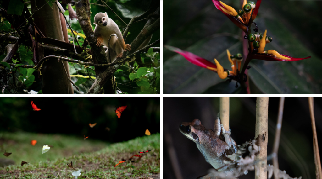 Yasuní es uno de los lugares con más biodiversidad del planeta.