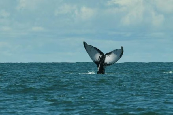  Una ballena jorobada nada en el Océano Pacífico frente a las costas de Colombia en septiembre de 2022