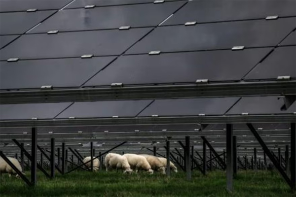 Un rebaño de ovejas pasta junto a unos paneles solares de energía fotovoltáica en los alrededores de Verneuil, en el centro de Francia, el 17 de octubre de 2022 