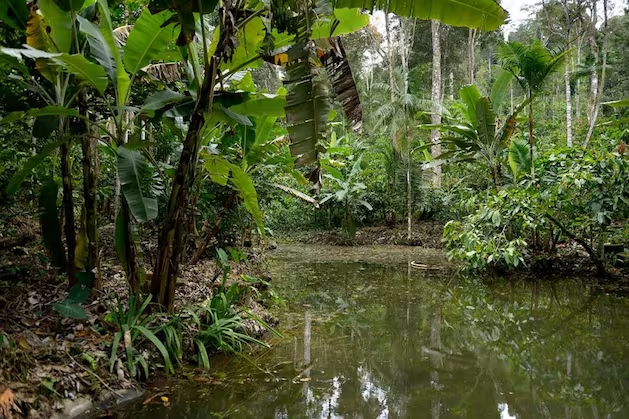 La variante Syntropical Forest Garden, en cambio, es adecuada para cacao o plátanos.
amazonian-future.de