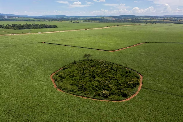 Los vestigios de la vegetación original están siendo empujados cada vez más hacia atrás y finalmente destruidos.