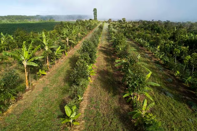 En las explotaciones a gran escala, las hileras de árboles se plantan entre cereales como la soja y el maíz durante la sintropía.
amazonian-future.de