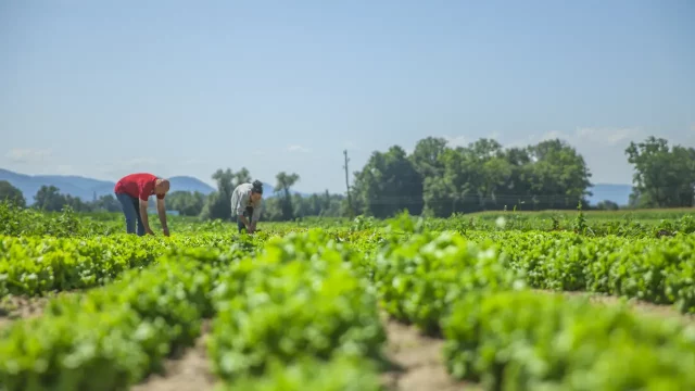 Para este mes estarán en plena producción cuatro plantas de amoniaco y de urea, con lo que se abaratarán costos, asegura la petrolera.