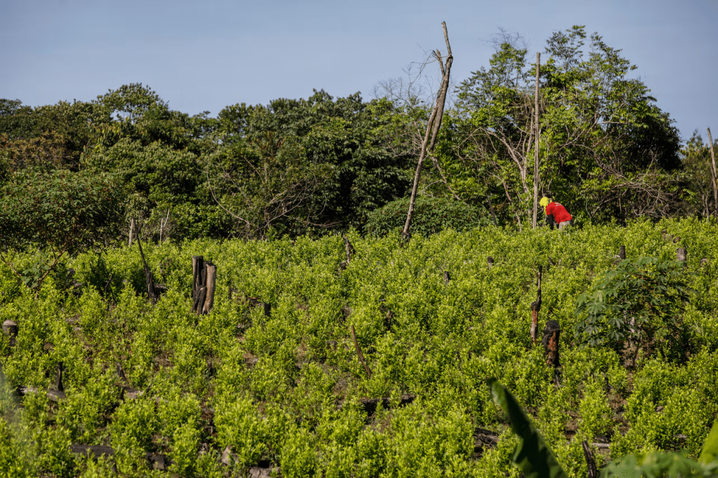 Cultivos de coca en el Catatumbo, la segunda región del país con más hectáreas sembradas. . | Foto: JUAN CARLOS SIERRA PARDO-SEMANA