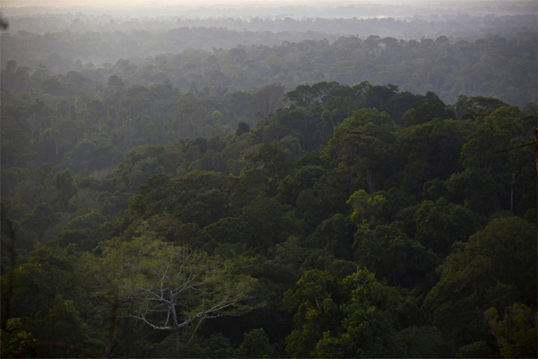 Brazil has an outsized influence on the global environment given that more than 40% of the country is covered in rainforest