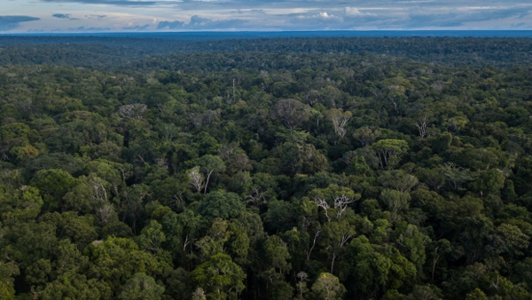 Amazon rainforest stands in this aerial photograph taken near Presidente Figueiredo, Amazonas state, Brazil, on Sunday, Feb. 3, 2019. Part of President Jair Bolsonaro's electoral appeal rested on a business-friendly pledge to rein in an overbearing state by dismantling environmental agencies, but those promises swiftly changed following the deadly Brumadinho dam break. , Bloomberg