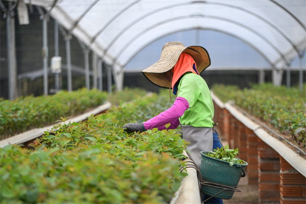 Nursery for eucalyptus trees in Casanare, Colombia. Trees in Refocosta’s plantation will be used in the biomass plant. 