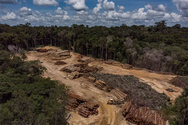 Logging in the Caxiuanã National Forest, located in the lower Amazon region of Brazil’s state of Pará.