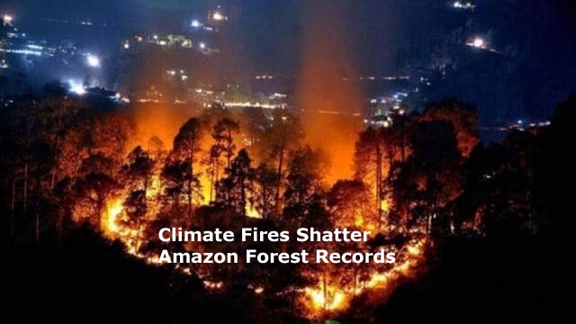 Brazil leads in tropical forest loss due to Amazon fires
Bolivia's forest loss surged by 200% in 2024
Southeast Asia sees decrease in primary forest loss